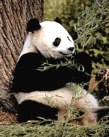 oso panda en China